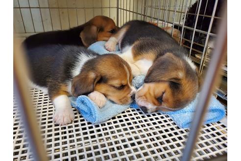 成約済の愛知県のビーグル-138668の6枚目