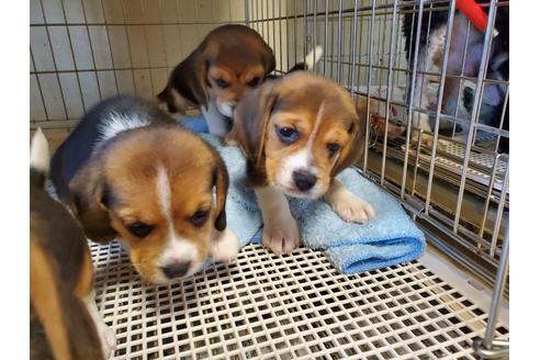 成約済の愛知県のビーグル-138668の5枚目