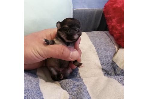 成約済の埼玉県のチワワ(ロングコート)-138669の1枚目