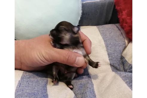 成約済の埼玉県のチワワ(ロングコート)-138669の2枚目
