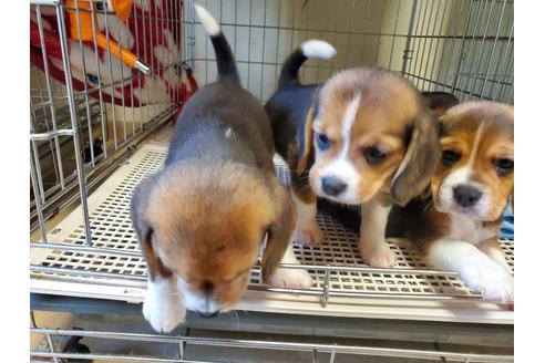 成約済の愛知県のビーグル-138670の7枚目