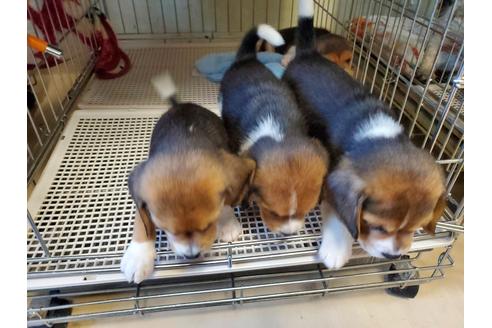 成約済の愛知県のビーグル-138670の8枚目