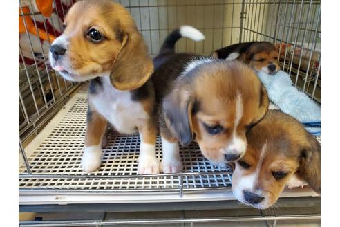 成約済の愛知県のビーグル-138670の5枚目