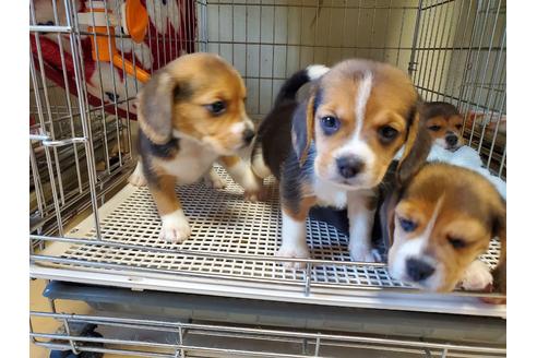 成約済の愛知県のビーグル-138670の3枚目