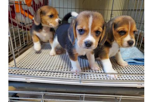 成約済の愛知県のビーグル-138670の4枚目