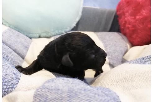 成約済の埼玉県のトイプードル-138676の2枚目