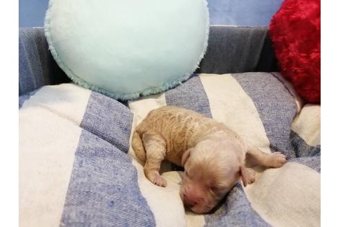 成約済の埼玉県のトイプードル-138680の3枚目