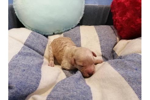 成約済の埼玉県のトイプードル-138680の2枚目