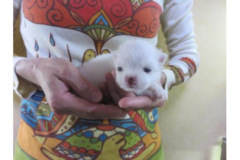 成約済の愛知県のポメラニアン-138027の5枚目