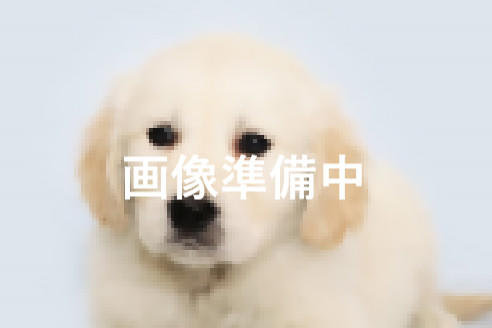 成約済の神奈川県のゴールデンレトリーバー-138684の1枚目