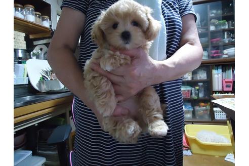 成約済の栃木県のマルプー:マルチーズ×トイプードル-138723の6枚目