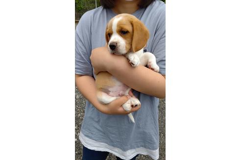成約済の栃木県のビーグル-138722の1枚目