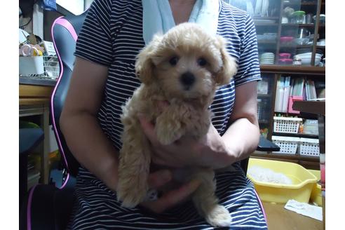 成約済の栃木県のマルプー:マルチーズ×トイプードル-138723の3枚目