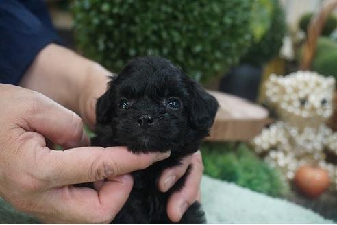 成約済の京都府のチワプー:チワワ×トイプードル-138731