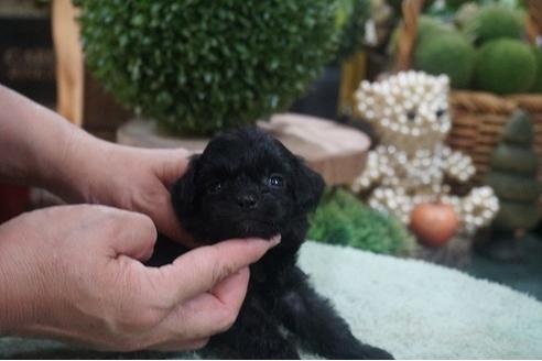 成約済の京都府のチワプー:チワワ×トイプードル-138731の3枚目