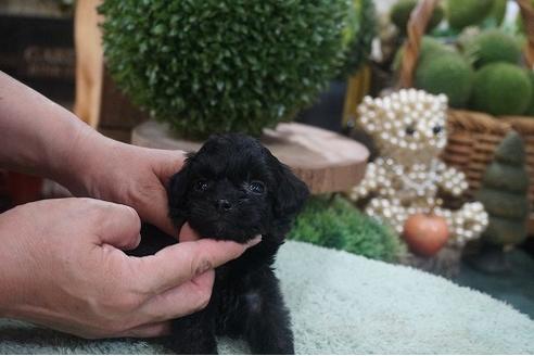 成約済の京都府のチワプー:チワワ×トイプードル-138731の2枚目