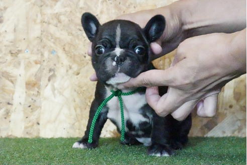 成約済の岐阜県のフレンチブルドッグ-138735の1枚目
