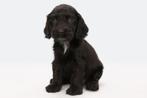 神奈川県のイングリッシュコッカースパニエル 男の子 21 05 15生まれ ブラック 子犬id ブリーダーナビ