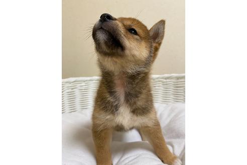 成約済の兵庫県の豆柴-138739の2枚目