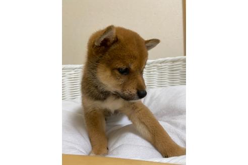 成約済の兵庫県の豆柴-138739の3枚目
