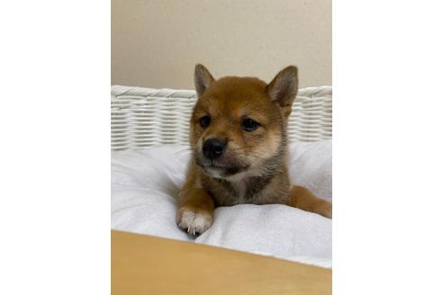 成約済の兵庫県の豆柴-138739の4枚目
