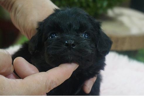 成約済の京都府のチワプー:チワワ×トイプードル-138745の2枚目