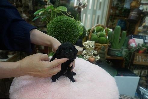 成約済の京都府のチワプー:チワワ×トイプードル-138745の3枚目