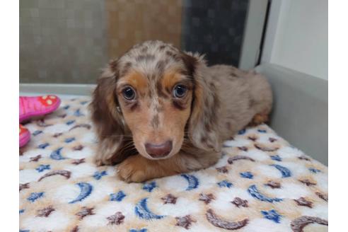 成約済の福岡県のミニチュアダックスフンド(ロングヘアード)-132495の2枚目