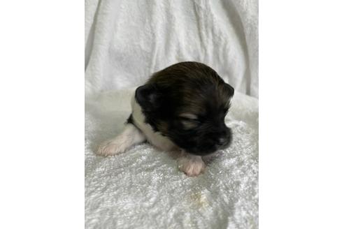 神奈川県のミックス犬 女の子 21 06 10生まれ 5匹兄弟のmixです 兄弟仲良くすくすく成長中 子犬id 1387 ブリーダーナビ