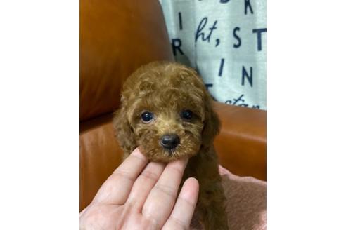 成約済の茨城県のタイニープードル-138391の1枚目