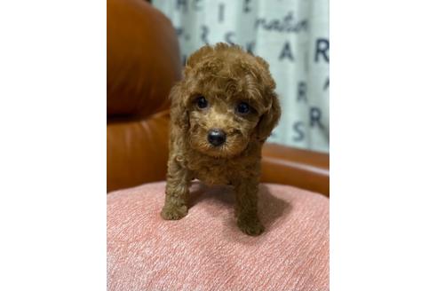 成約済の茨城県のタイニープードル-138391の5枚目