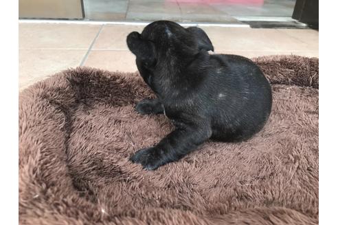 成約済の山口県のフレンチブルドッグ-134902の2枚目