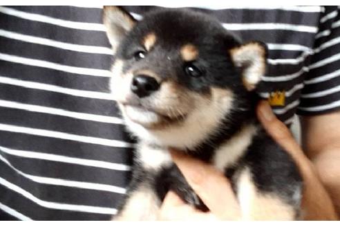 成約済の山口県の柴犬-138823の1枚目