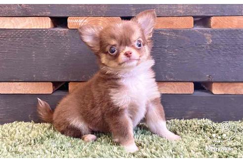 成約済の愛知県のチワワ(ロングコート)-138871の2枚目