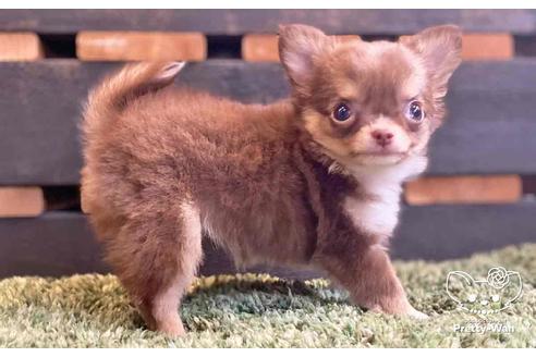 成約済の愛知県のチワワ(ロングコート)-138871の4枚目