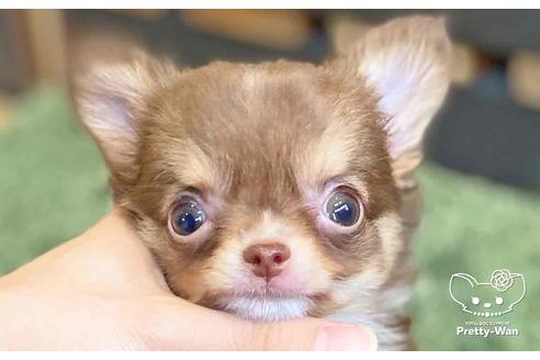 成約済の愛知県のチワワ(ロングコート)-138871の1枚目