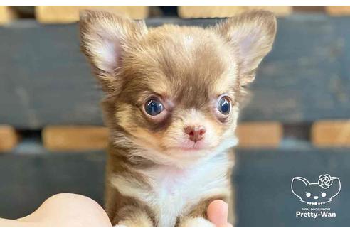 成約済の愛知県のチワワ(ロングコート)-138871の5枚目