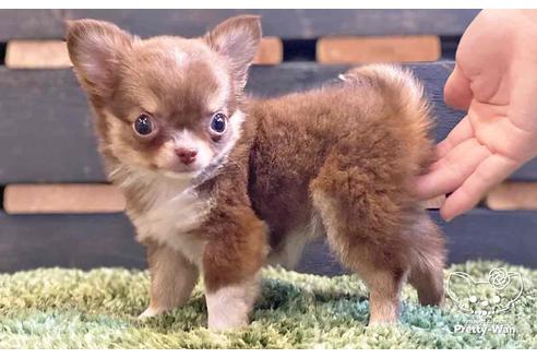 成約済の愛知県のチワワ(ロングコート)-138871の6枚目