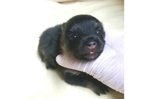 成約済の茨城県のポメラニアン-138909の17枚目
