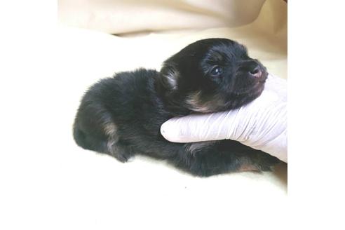 成約済の茨城県のポメラニアン-138909の16枚目