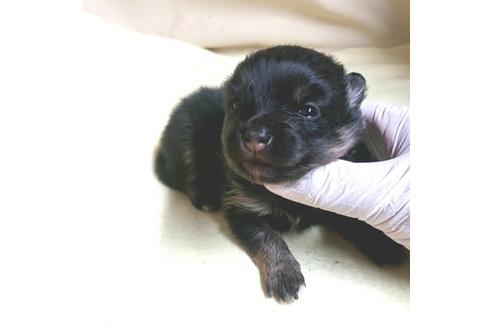 成約済の茨城県のポメラニアン-138909の15枚目