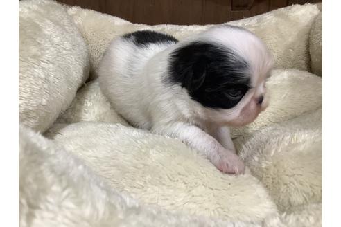 成約済の静岡県の狆 (チン)-138910の2枚目