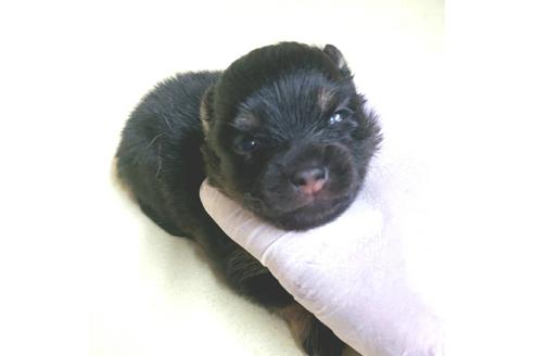 成約済の茨城県のポメラニアン-138911の47枚目