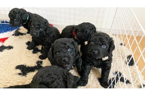成約済の東京都のミックス犬-138219の12枚目