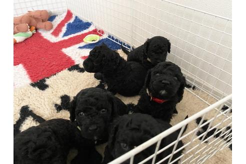 成約済の東京都のミックス犬-138219の11枚目