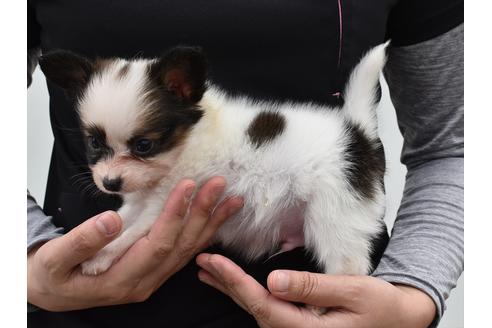 成約済の愛知県のパピヨン-134878の3枚目