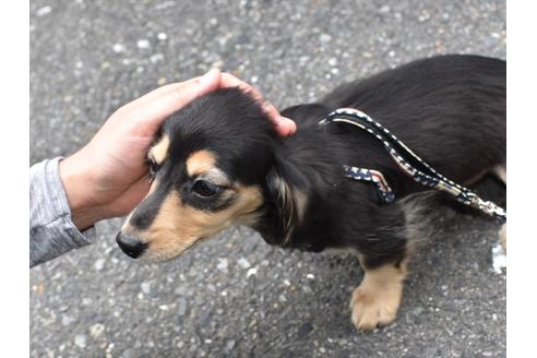 成約済の愛知県のミニチュアダックスフンド(ロングヘアード)-128182の2枚目