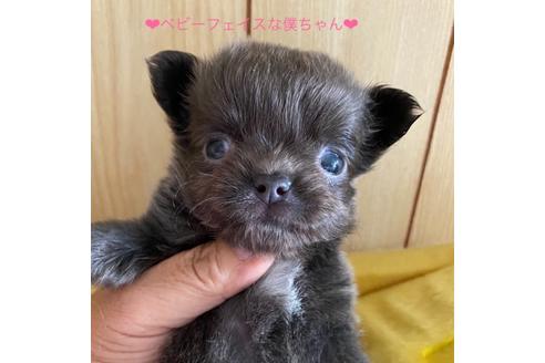 成約済の岡山県のチワワ(ロングコート)-138938の1枚目
