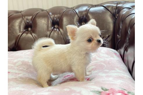 成約済の香川県のチワワ(ロングコート)-138941の5枚目