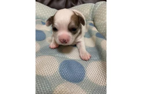 子犬